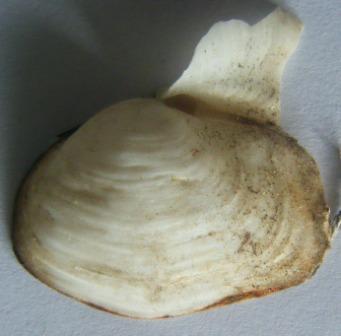 Thracia corbuloides?